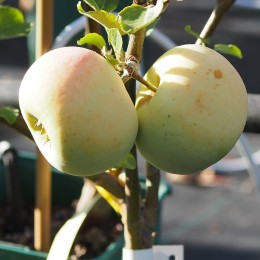 Pommier "Transparente de Croncels"
