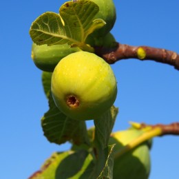Figuier "Goutte d'Or"