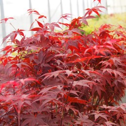 Érable "atropurpureum" au printemps