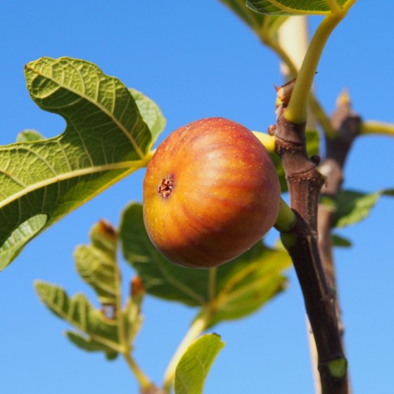 Figuier "Madeleine des 2 saisons"