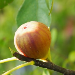 Figuier "Madeleine des 2 saisons"