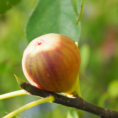 Figuier "Madeleine des 2 saisons"