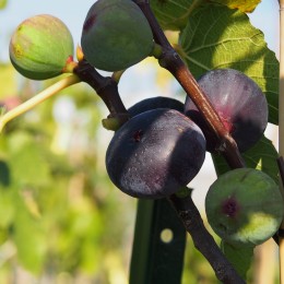 Figuier "Noir de Bellone"