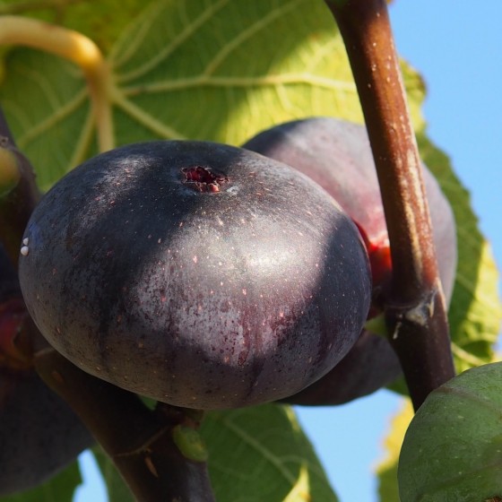 Figuier "Noir de Bellone"