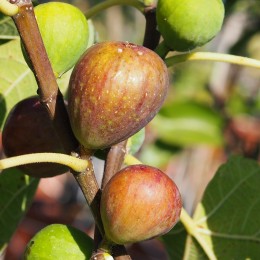 Figuier "Terza"