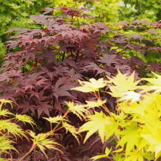 érable "Bloodgood", couleur en été