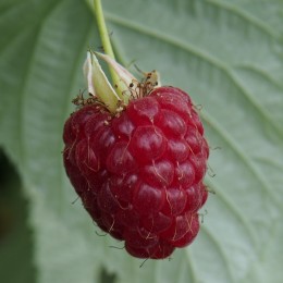 Framboisier "Zéva"