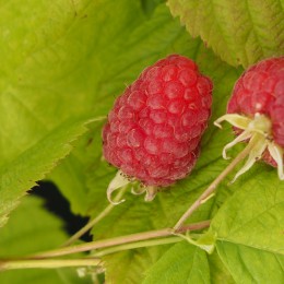 Framboisier "Tulameen"