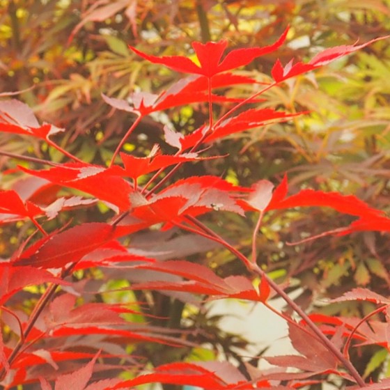 érable "Fireglow", feuilles en été érable "Fireglow", feuilles en été