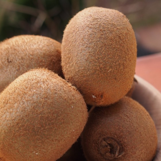 Kiwi "Hayward" Kiwi "Hayward"