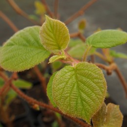 Kiwi "Tomuri"