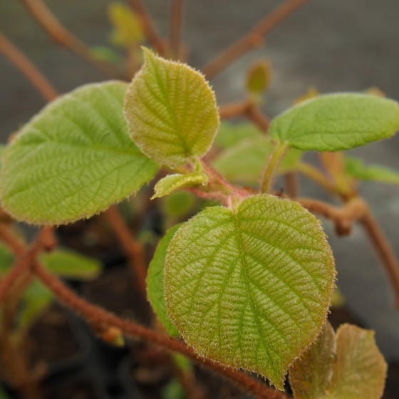 Kiwi "Tomuri"