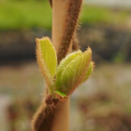 Kiwi "Jenny"