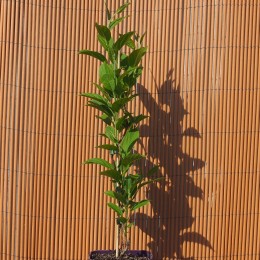 Kiwaï "Issaï"