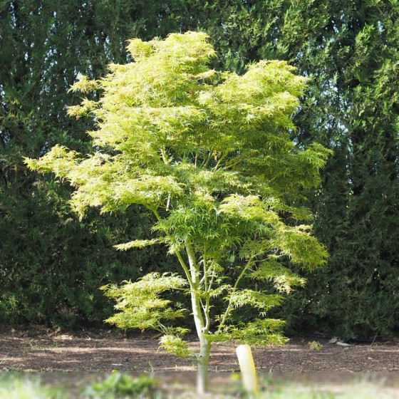 érable"Kamagata"