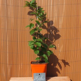 Kiwaï "Maki"