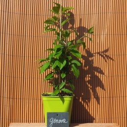 Kiwaï "Geneva"