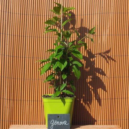 Kiwaï "Geneva"