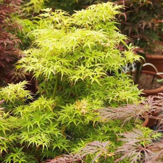 érable "Kamagata", feuilles en été