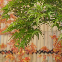 Érable du Japon "Kamagata"