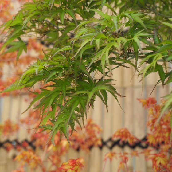 Érable du Japon "Kamagata"