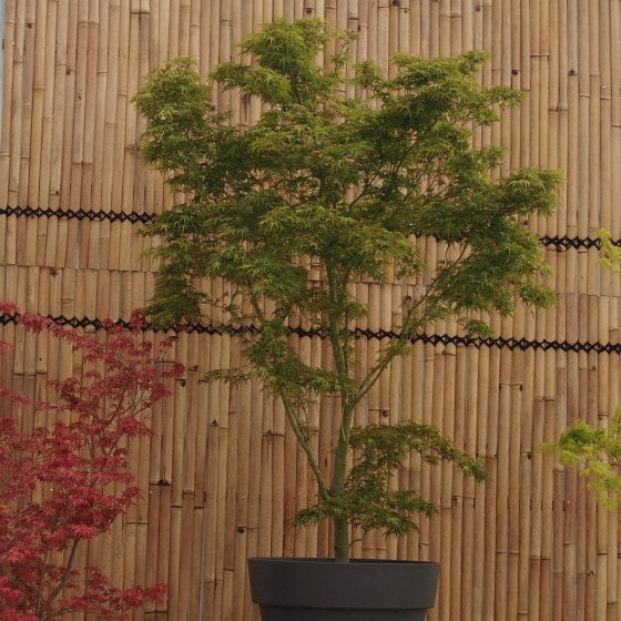 Érable du Japon "Kamagata", pot 100 litres