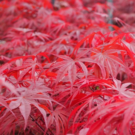 Érable du japon "Peve Dave", exposition plein soleil