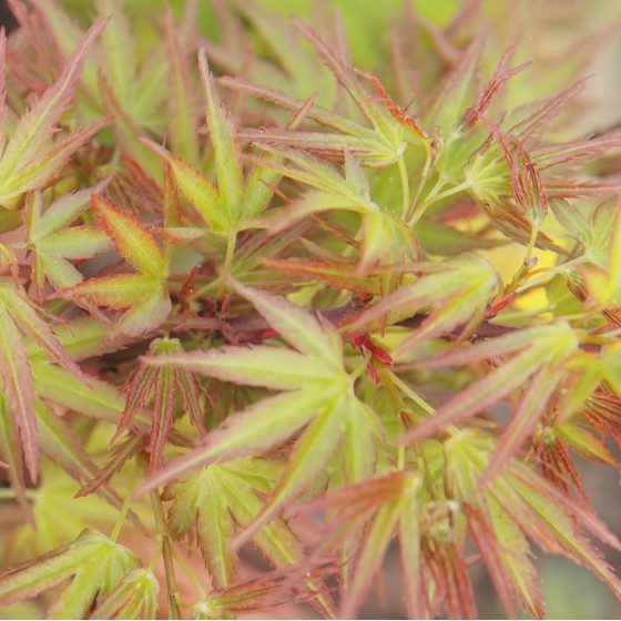 érable "Kamagata", feuilles au printemps
