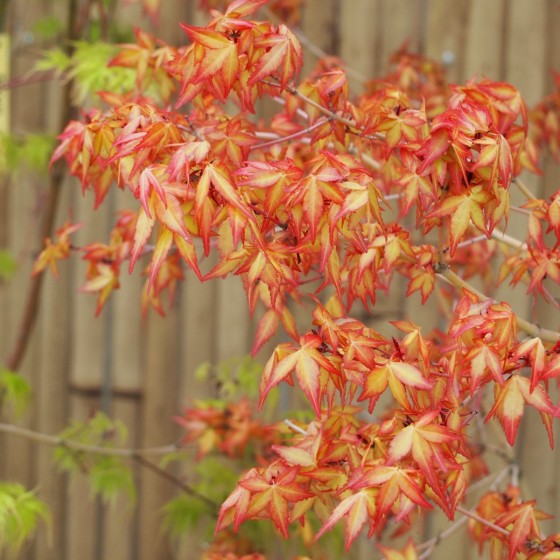 Érable du japon "Katsura", feuillage au printemps Érable du japon "Katsura", feuillage au printemps