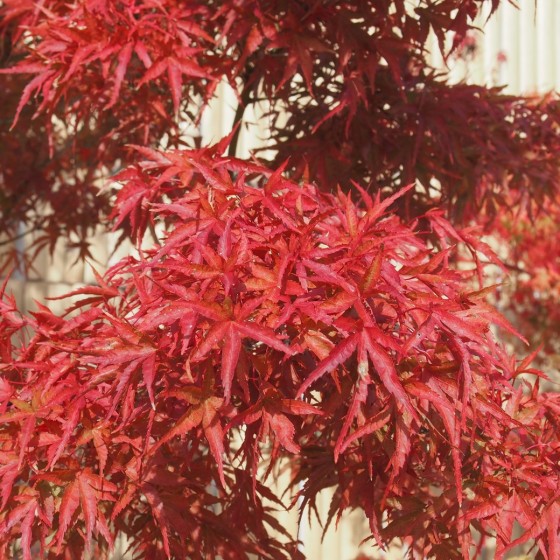 Érable du Japon "Kamagata", feuillage d'automne