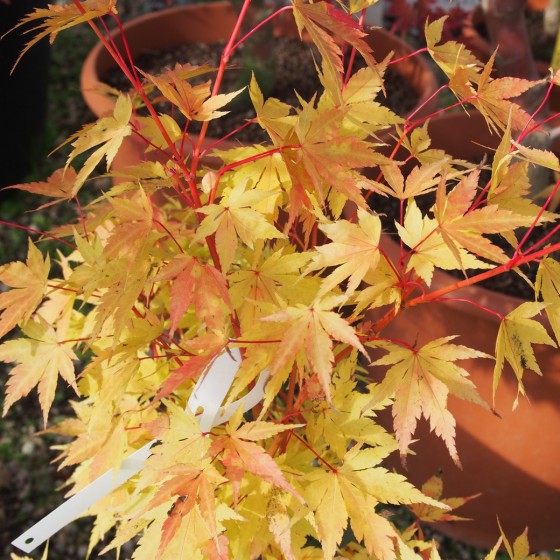 Érable du japon "Red Wood", feuillage d'automne Érable du japon "Red Wood", feuillage d'automne