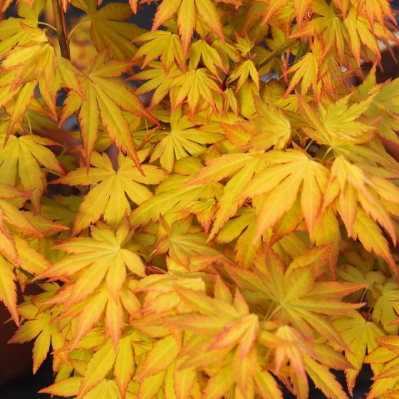 érable "Orange Dream", feuillage au printemps érable "Orange Dream", feuillage au printemps