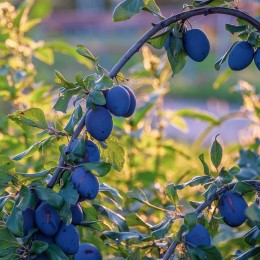 Prunier "Prune d'Ente"/MYR