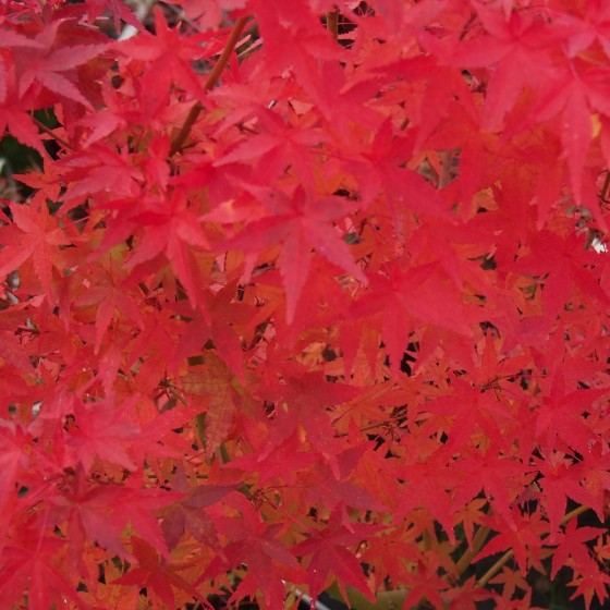 Érable du japon "Ueno Yama", automne Érable du japon "Ueno Yama", automne