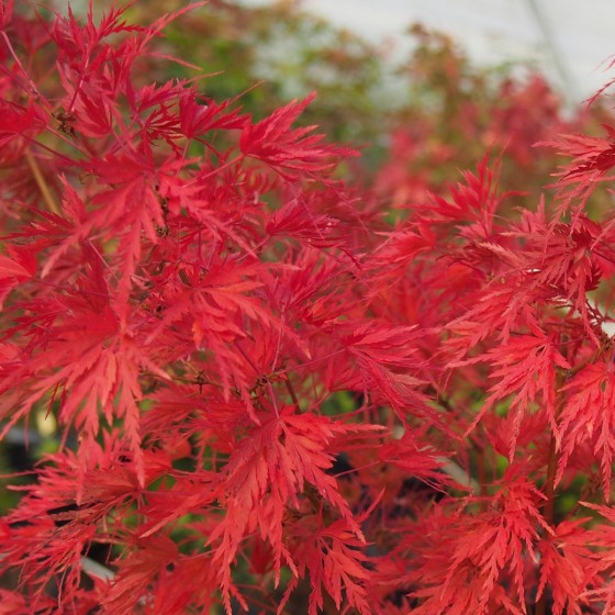 Érable du japon "Seiryu", feuillage cramoisi en fin d'automne Érable du japon "Seiryu", feuillage cramoisi en fin d'automne