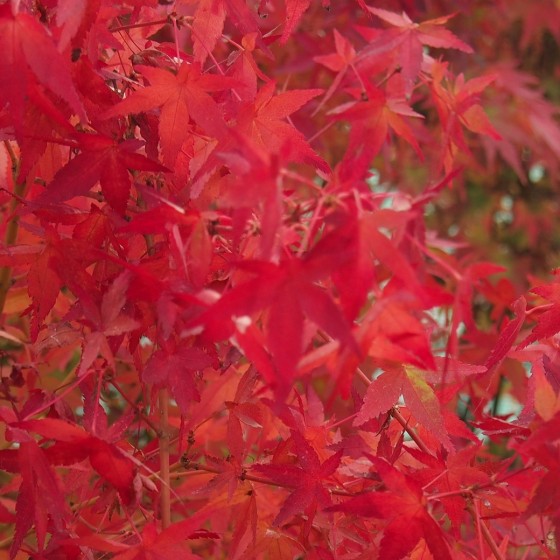 Érable du japon "Katsura", couleur rouge orangé en automne Érable du japon "Katsura", couleur rouge orangé en automne