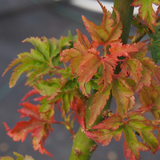 Érable du japon "Shishigashira",changement de couleur au début de l'automne Érable du japon "Shishigashira",changement de couleur au début de l'automne