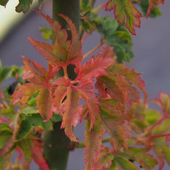 Érable du japon "Shishigashira", automne Érable du japon "Shishigashira", automne
