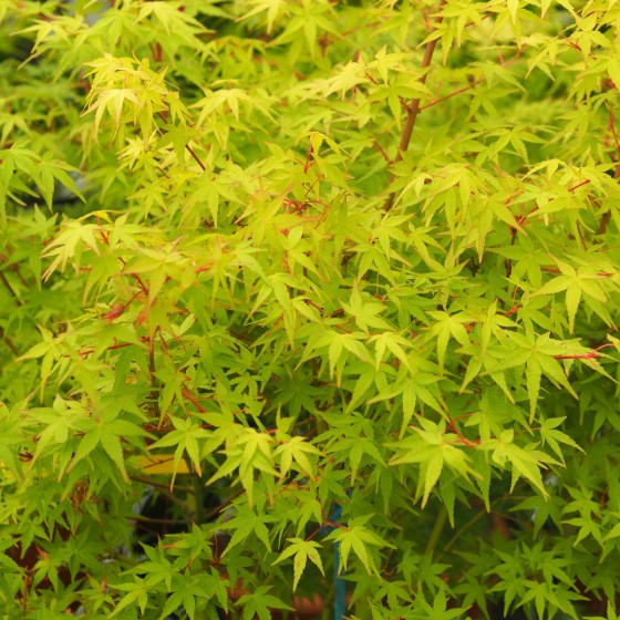 érable "Katsura", feuillage d'été érable "Katsura", feuillage d'été