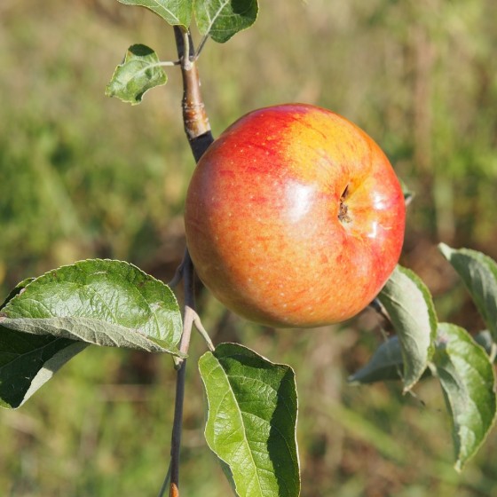 Pommier "Ontario"