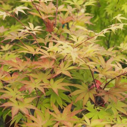 érable "Osakasuki"