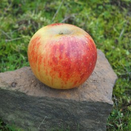Pommier "Reine des Reinettes"