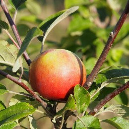 Pommier "Reinette de Caux"