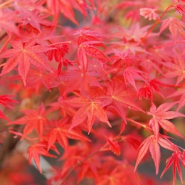 érable "Deshojo", rouge carmin vif au printemps