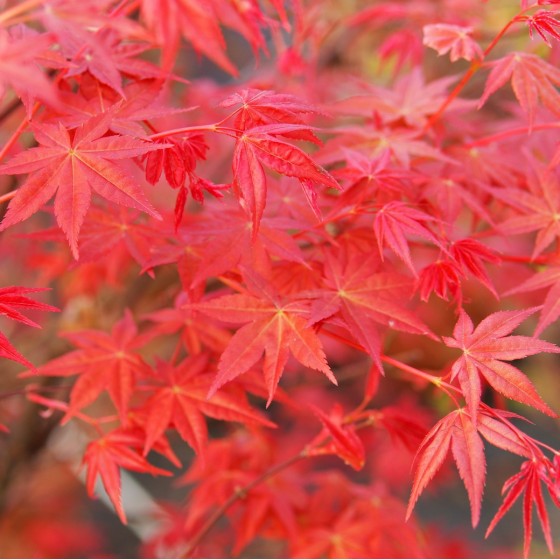 érable "Deshojo", rouge carmin vif au printemps érable "Deshojo", rouge carmin vif au printemps