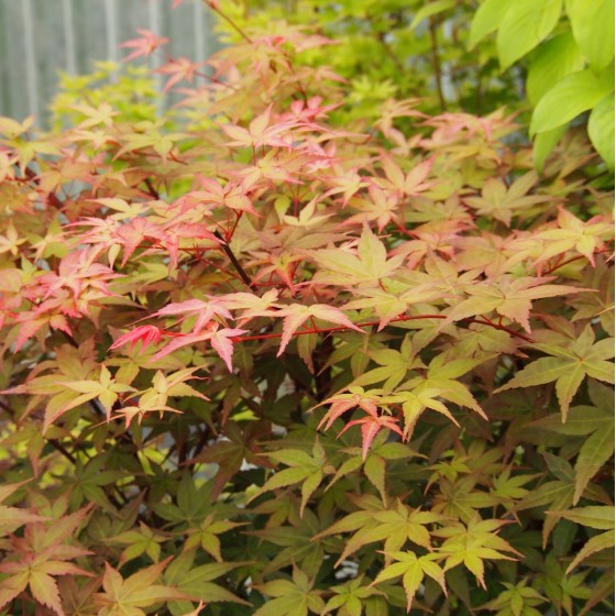 érable "Deshojo", couleur d'été érable "Deshojo", couleur d'été