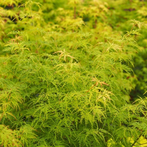 érable "Seiryu", feuillage vert vif érable "Seiryu", feuillage vert vif