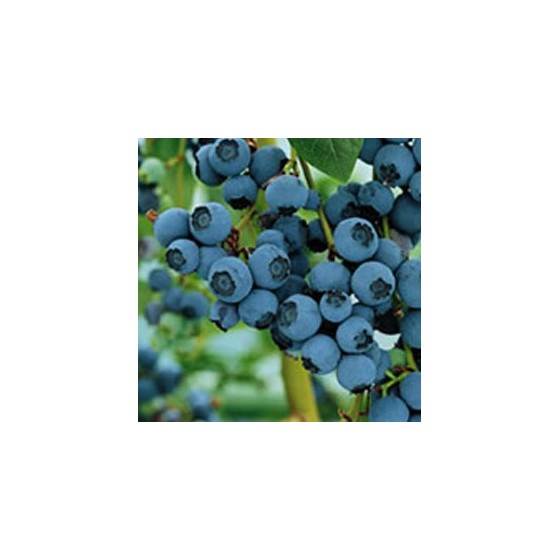Myrtillier "Blue Crop"