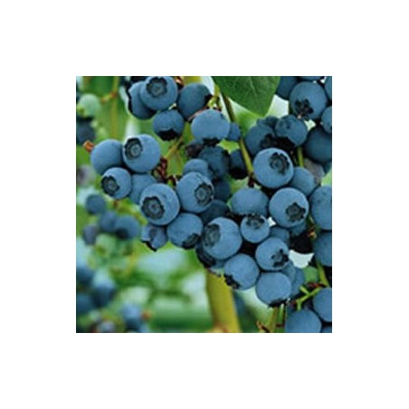 Myrtillier "Blue Crop"