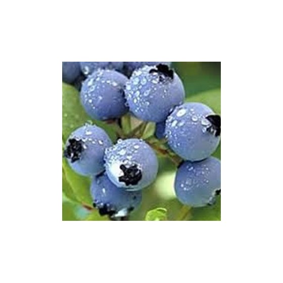 Myrtillier "Legacy" Myrtillier "Legacy"